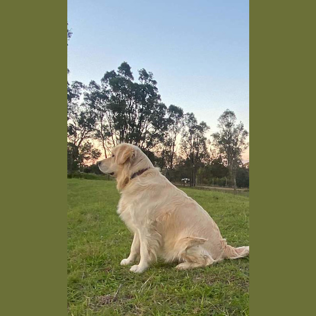 Photo of Bailey