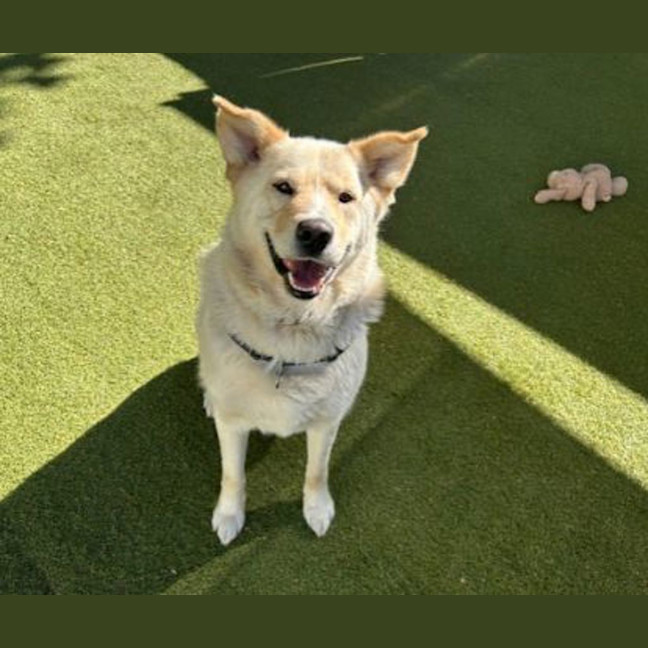 Photo of Rocco