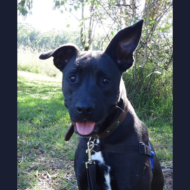 Photo of Trixie