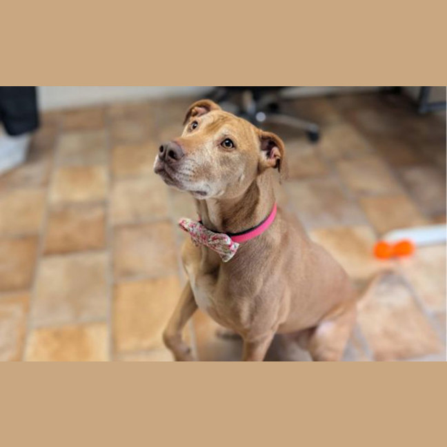 Photo of Nala