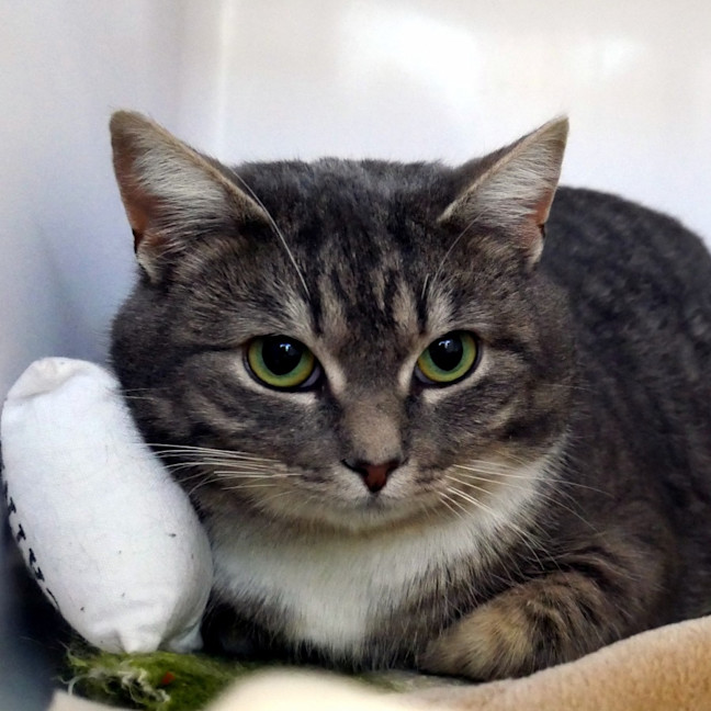 Photo of Petal Sta012770