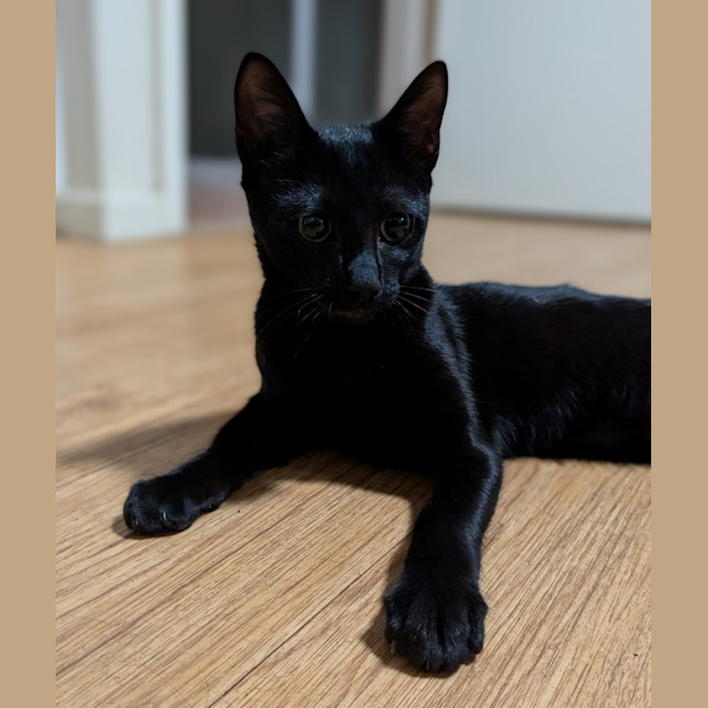 Photo of Veya