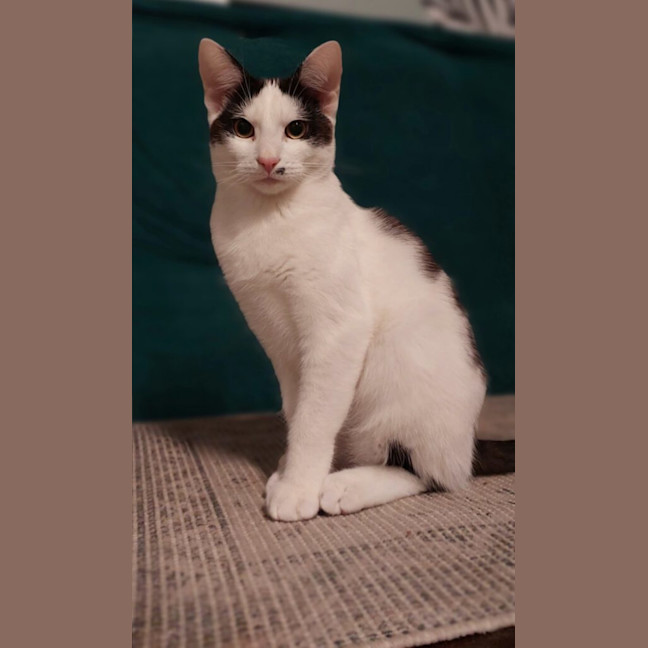 Photo of Hercule Poirot