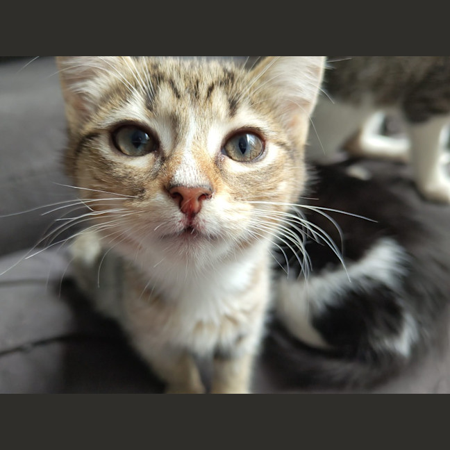 Photo of Althea