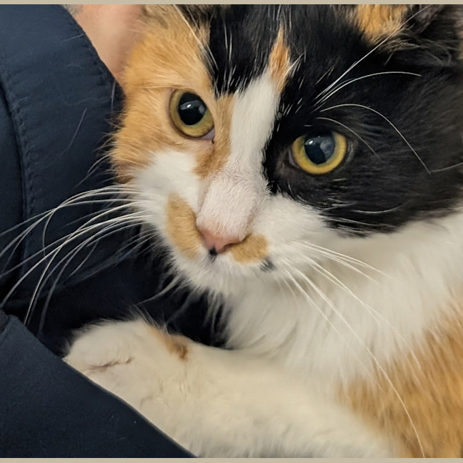 Photo of Cookie 