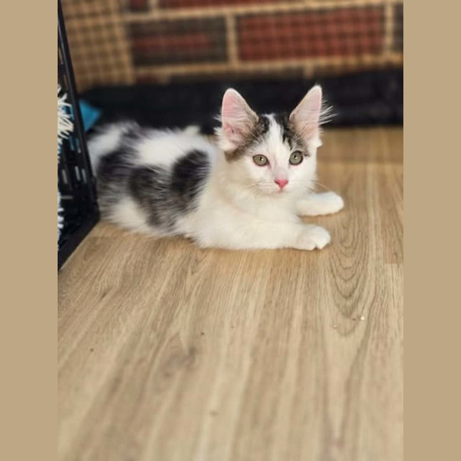 Photo of Lily