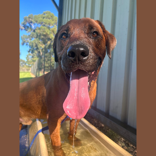 Photo of Ollie 
