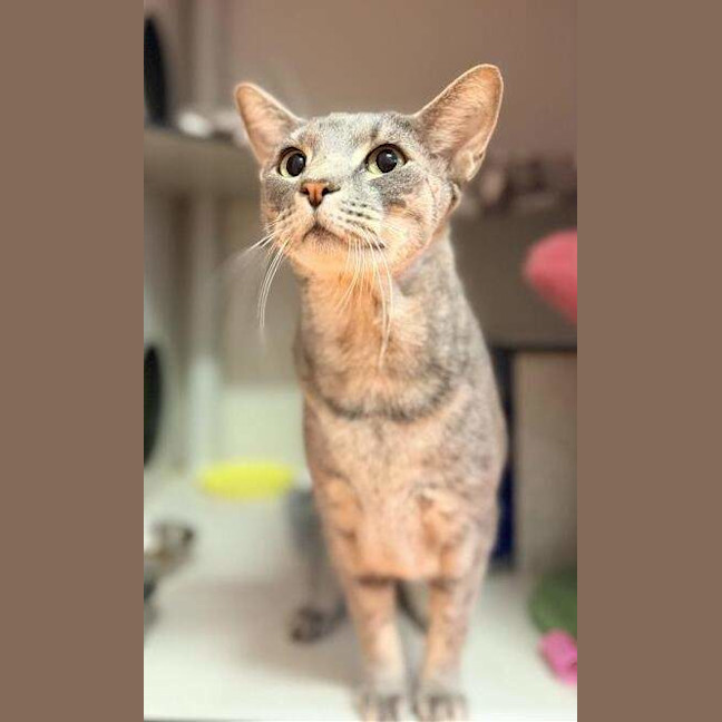 Photo of Bandit