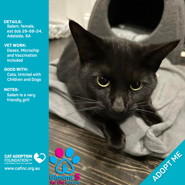 Photo of Salem Only $80 Fully Vetted!