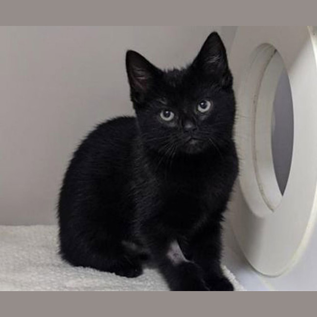 Photo of Luna