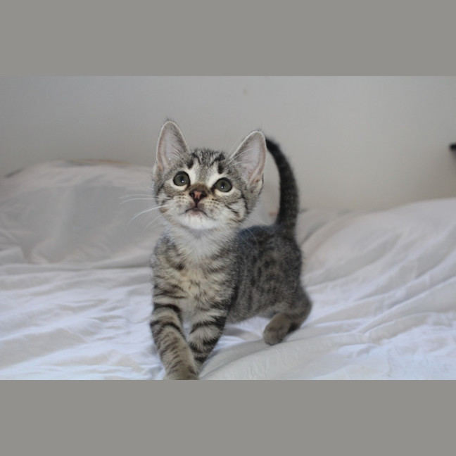 Photo of Bean