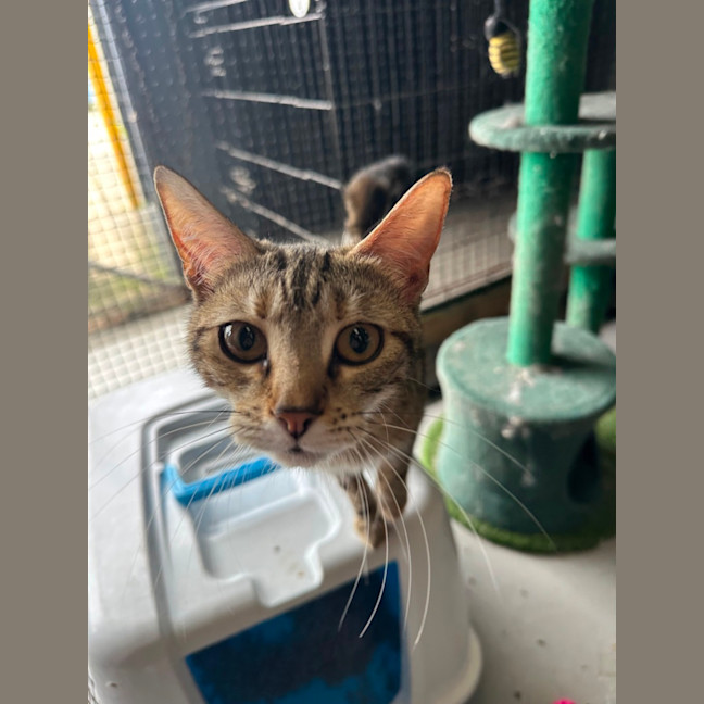 Photo of Luna & Jinx 