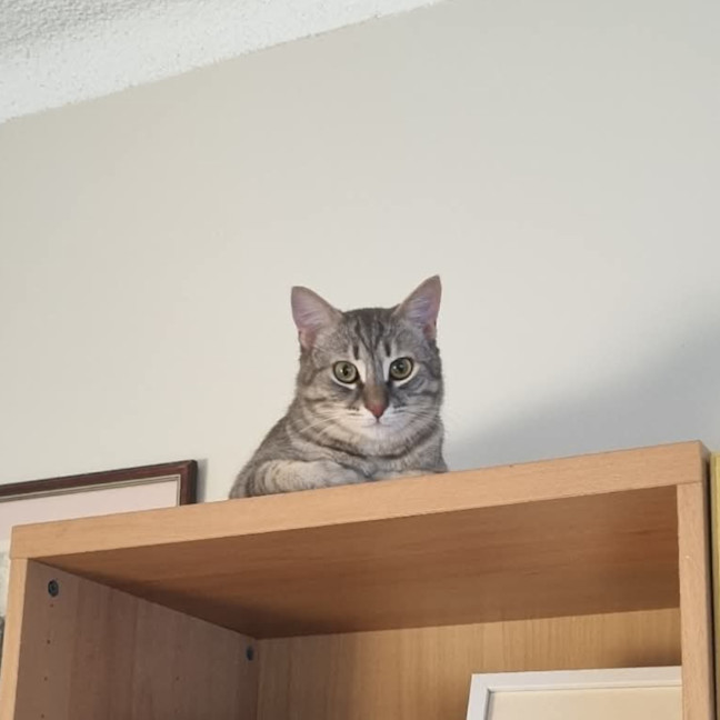 Photo of Loki
