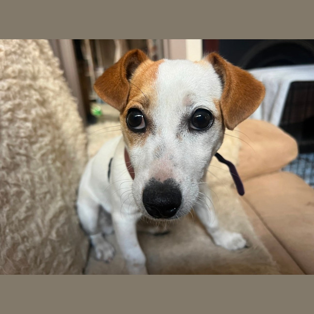 Photo of Missy