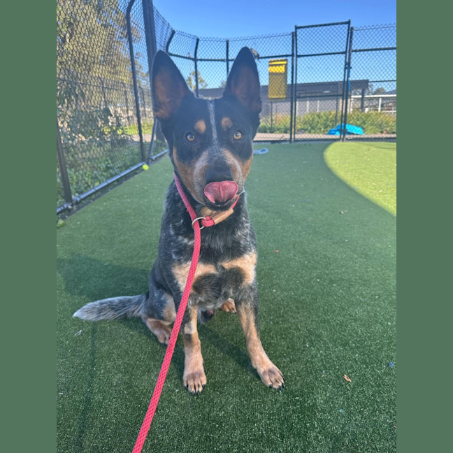 Photo of Hudson Imp 1329