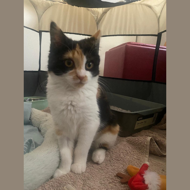 Photo of Sabrina Purrpenter