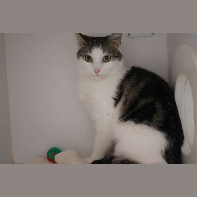 Photo of Honeypuff