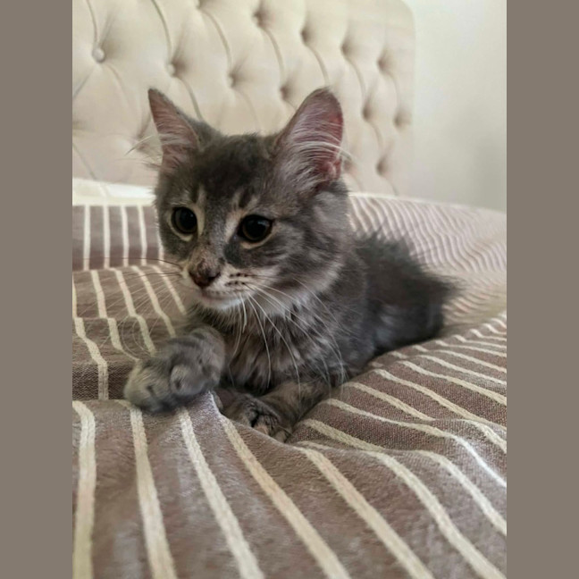 Photo of Star & Silver