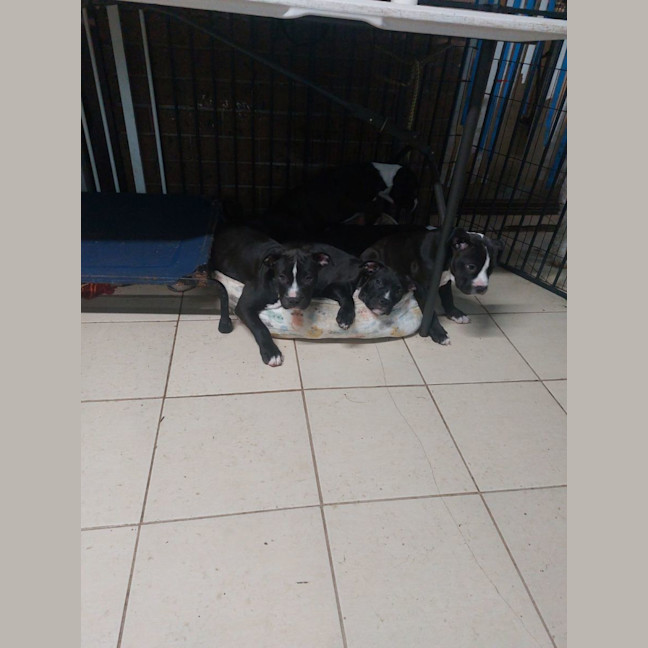 Photo of Staffy Pups