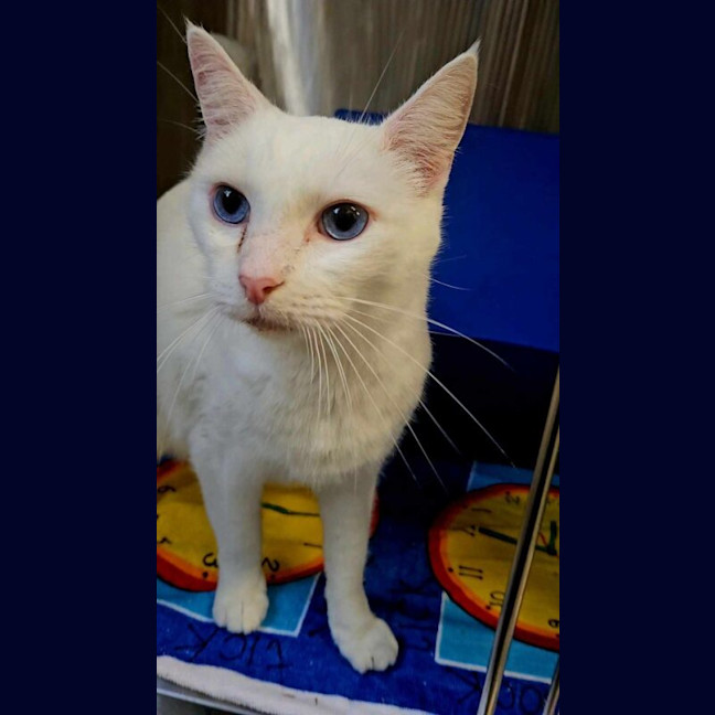 Photo of Mr Tony Now Tofu