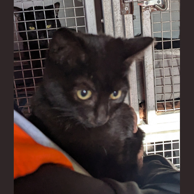 Photo of Mushroom Magee