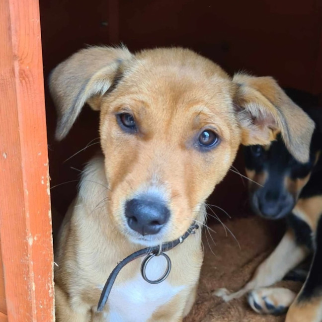 Photo of Lady Mcbeth