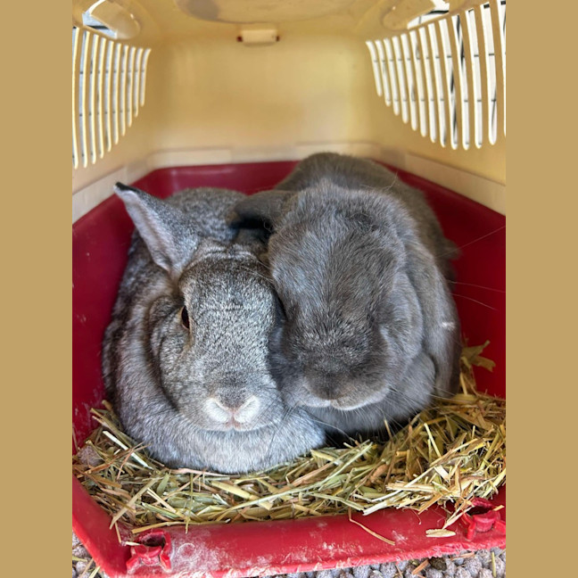 Photo of Juniper / Melon