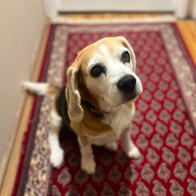 Photo of Lilly