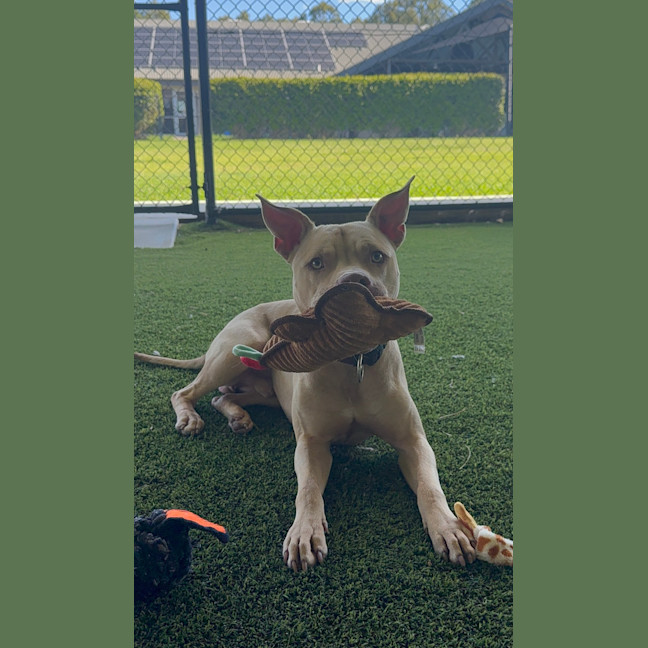 Photo of Rusty