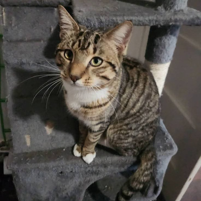 Photo of Pippin