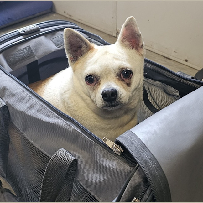 Photo of Tank