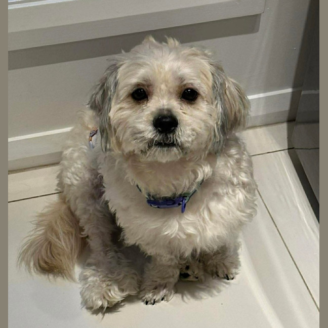 Photo of Huey 💙🐕