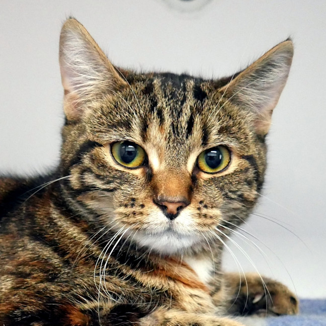 Photo of Blossom Suk012864