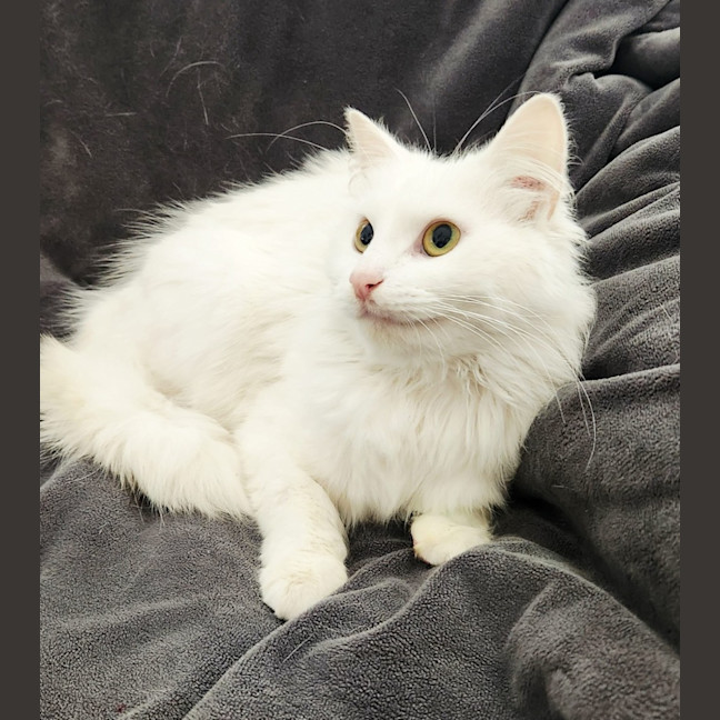 Photo of Divinity