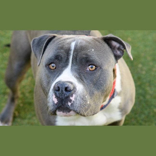 Photo of Bluey