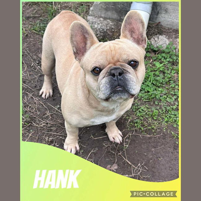 Photo of Hank
