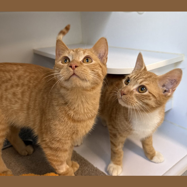 Photo of Calvin Harris (Bonded With David Guetta)