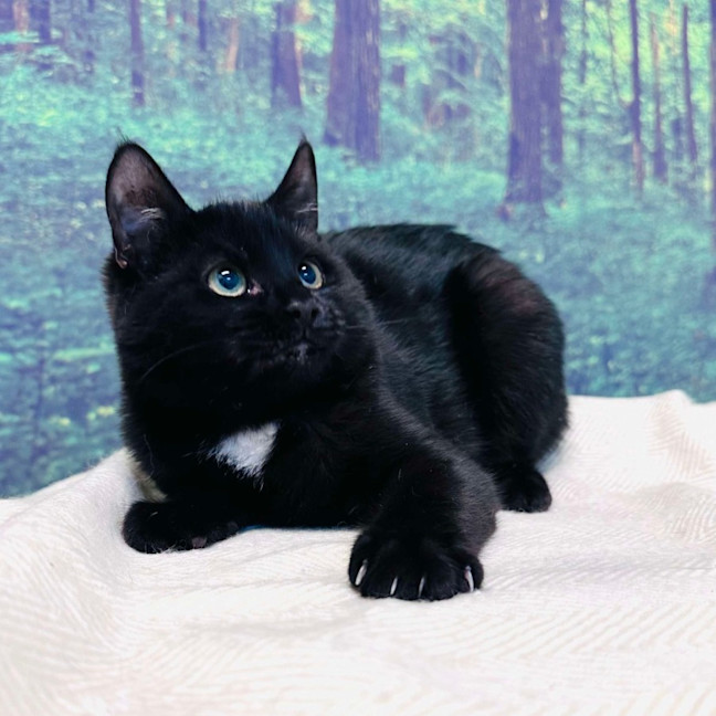 Photo of Skye   Located In Preston