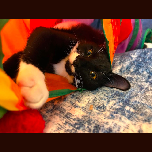 Photo of Freddy