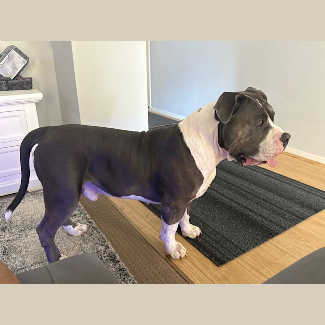 Photo of Biggie *$250 Adoption Fee*