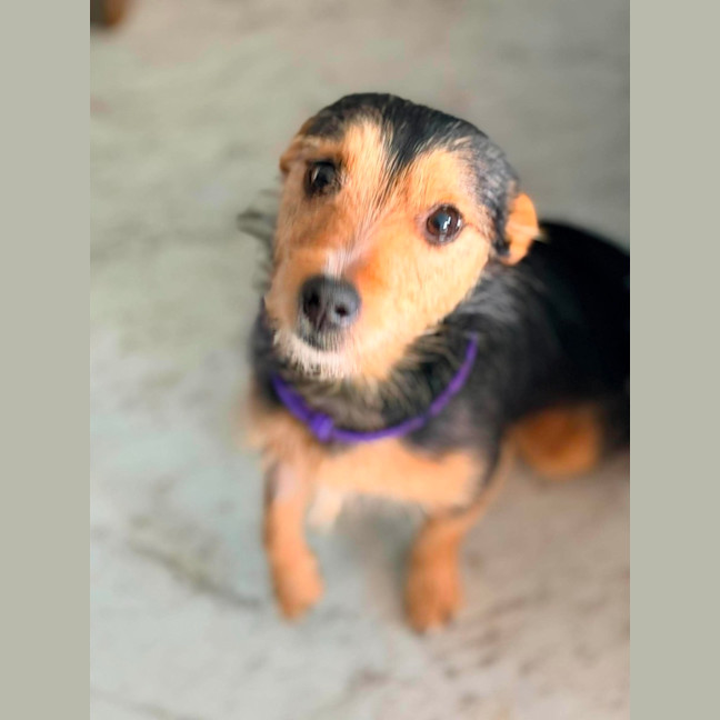 Photo of Warrior