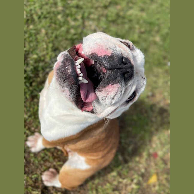 Photo of Dixie