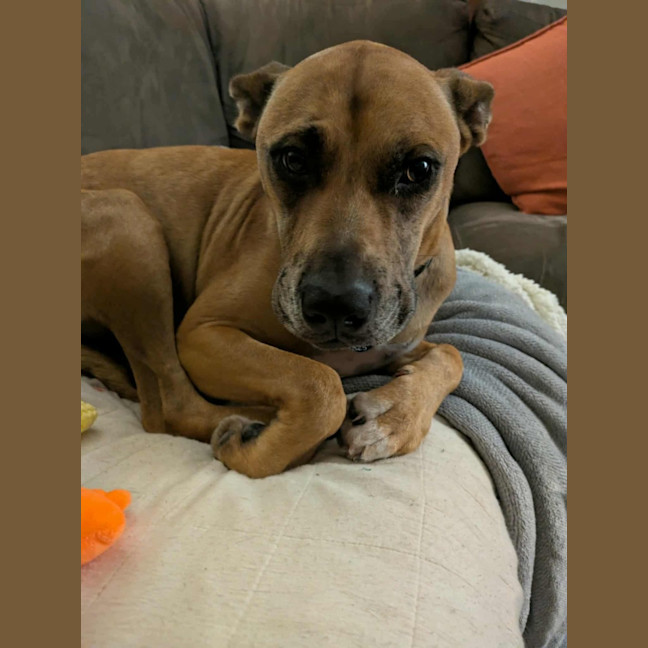 Photo of Casey   2 Year Old Mixed Breed