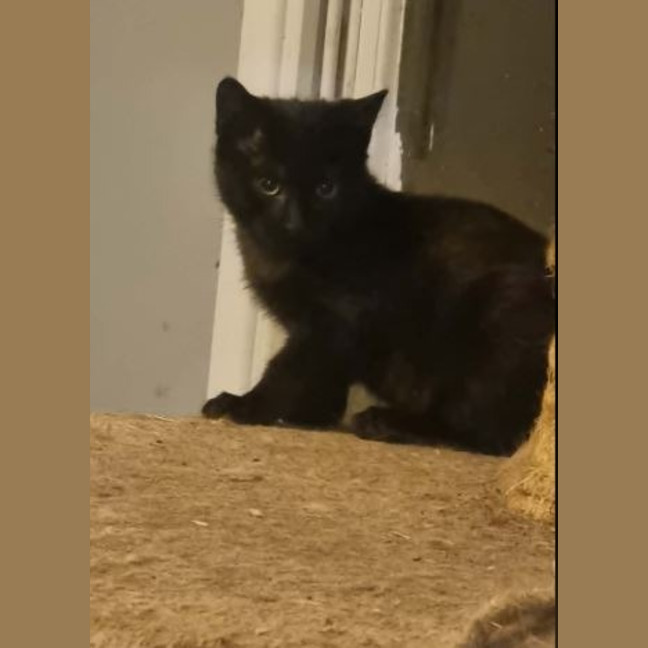 Photo of Mouse