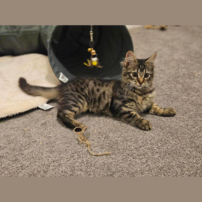 Photo of Luna (Was Cleo)
