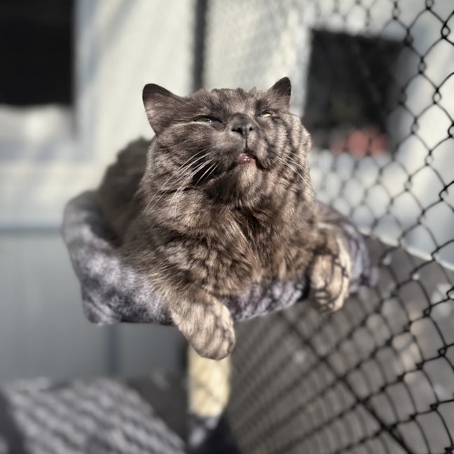 Photo of Atlas