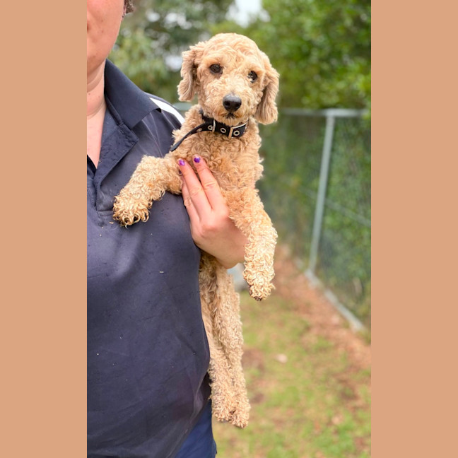 Photo of Little Ted