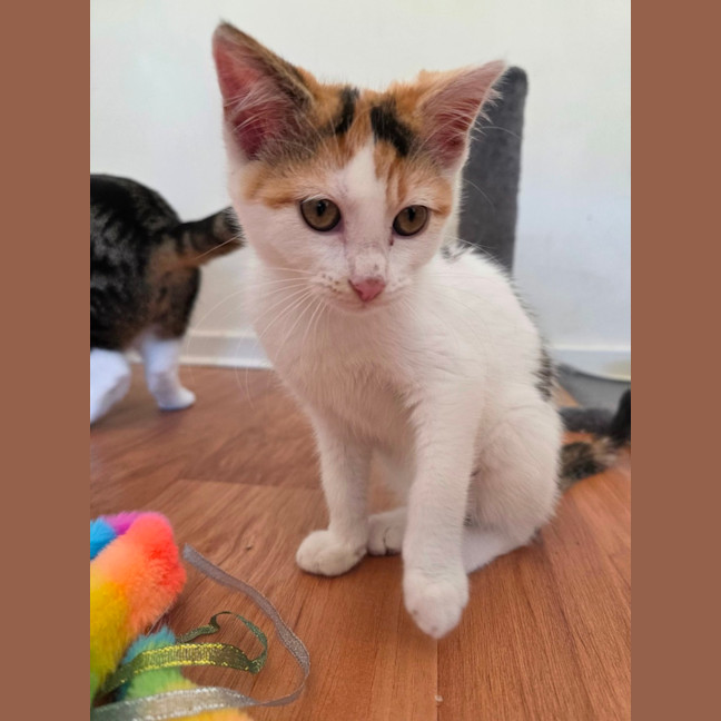 Photo of Tinkerbell