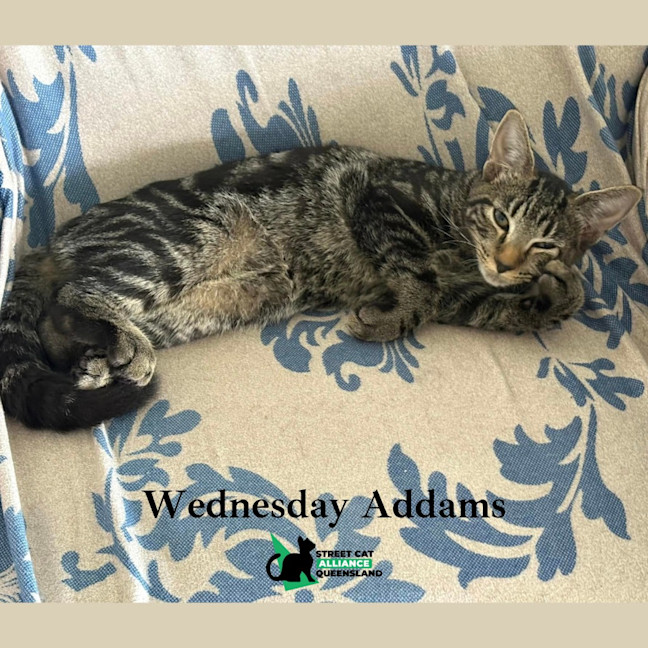 Photo of Wednesday Addams