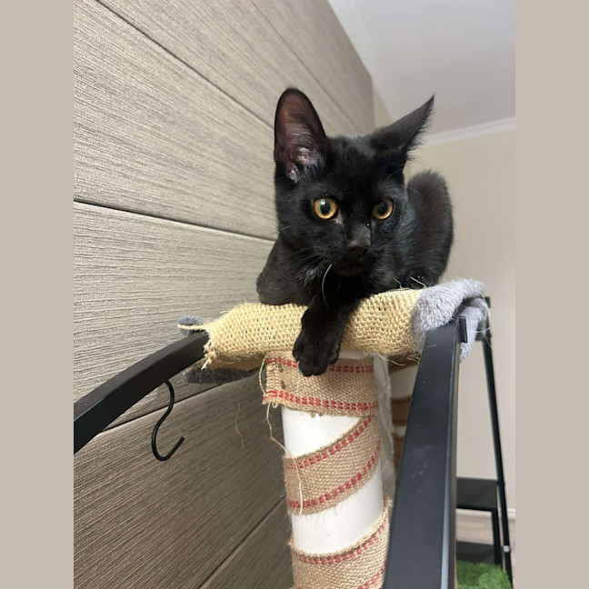 Photo of Gomez   Located In Pakenham